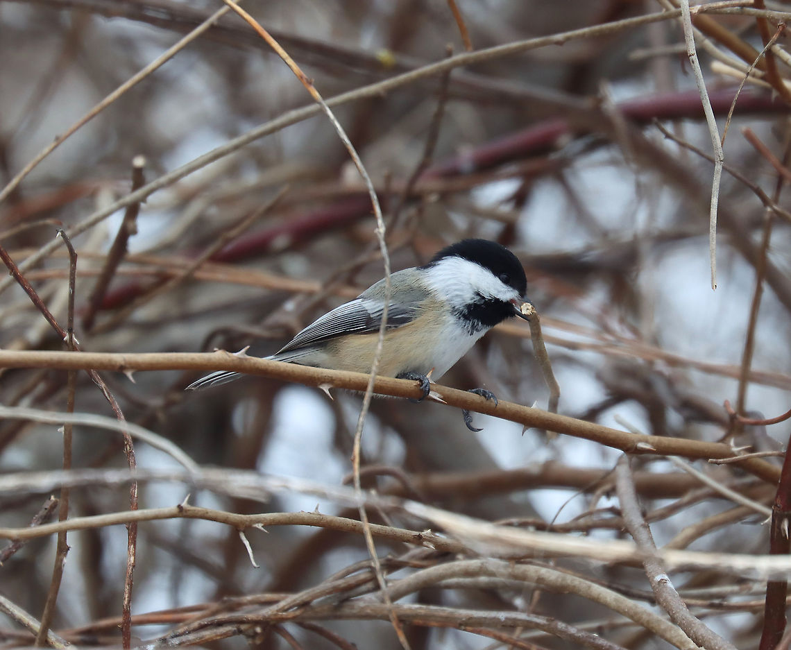 Black-capped Chickadee - Poecile atricapillus I&#039;m participating in the Great Backyard Bird Count this weekend, and have lots of chickadees in my yard. This one pecked off a twig and then carried it into the brush on the edge of my yard. This area is impenetrable because of the tangles of thorny plants and bushes. So, it&#039;s a popular place for the birds and bunnies to hang out. On the other side of the brush is a steep hill and wetland.<br />
<br />
Habitat: Rural area<br />
For more information on the GBBC: <a href="https://www.birdcount.org/" rel="nofollow">https://www.birdcount.org/</a><br />
<figure class="photo"><a href="https://www.jungledragon.com/image/108973/black-capped_chickadee_-_poecile_atricapillus.html" title="Black-capped Chickadee - Poecile atricapillus"><img src="https://s3.amazonaws.com/media.jungledragon.com/images/3232/108973_thumb.jpg?AWSAccessKeyId=05GMT0V3GWVNE7GGM1R2&Expires=1759968010&Signature=12CQhc4bkjf8Xeua2NtnjpNmDDU%3D" width="118" height="152" alt="Black-capped Chickadee - Poecile atricapillus I&#039;m participating in the Great Backyard Bird Count this weekend, and have lots of chickadees in my yard. This one pecked off a twig and then carried it into the brush on the edge of my yard. This area is impenetrable because of the tangles of thorny plants and bushes. So, it&#039;s a popular place for the birds and bunnies to hang out. On the other side of the brush is a steep hill and wetland.<br />
<br />
Habitat: Rural area<br />
For more information on the GBBC: https://www.birdcount.org/<br />
https://www.jungledragon.com/image/108975/black-capped_chickadee_-_poecile_atricapillus.html<br />
https://www.jungledragon.com/image/108974/black-capped_chickadee_-_poecile_atricapillus.html Black-capped chickadee,Geotagged,Poecile atricapillus,United States,Winter" /></a></figure><br />
<figure class="photo"><a href="https://www.jungledragon.com/image/108974/black-capped_chickadee_-_poecile_atricapillus.html" title="Black-capped Chickadee - Poecile atricapillus"><img src="https://s3.amazonaws.com/media.jungledragon.com/images/3232/108974_thumb.jpg?AWSAccessKeyId=05GMT0V3GWVNE7GGM1R2&Expires=1759968010&Signature=MHUoboKTFSvpkttEspgB2XwkCpE%3D" width="116" height="152" alt="Black-capped Chickadee - Poecile atricapillus I&#039;m participating in the Great Backyard Bird Count this weekend, and have lots of chickadees in my yard. This one pecked off a twig and then carried it into the brush on the edge of my yard. This area is impenetrable because of the tangles of thorny plants and bushes. So, it&#039;s a popular place for the birds and bunnies to hang out. On the other side of the brush is a steep hill and wetland.<br />
<br />
Habitat: Rural area<br />
For more information on the GBBC: https://www.birdcount.org/<br />
https://www.jungledragon.com/image/108973/black-capped_chickadee_-_poecile_atricapillus.html<br />
https://www.jungledragon.com/image/108975/black-capped_chickadee_-_poecile_atricapillus.html<br />
 Black-capped chickadee,Geotagged,Poecile atricapillus,United States,Winter" /></a></figure> Black-capped chickadee,Geotagged,Great Backyard Bird Count,Poecile atricapillus,United States,Winter