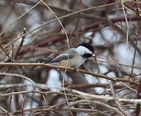 Black-capped Chickadee - Poecile atricapillus I'm participating in the Great Backyard Bird Count this weekend, and have lots of chickadees in my yard. This one pecked off a twig and then carried it into the brush on the edge of my yard. This area is impenetrable because of the tangles of thorny plants and bushes. So, it's a popular place for the birds and bunnies to hang out. On the other side of the brush is a steep hill and wetland.<br />
<br />
Habitat: Rural area<br />
For more information on the GBBC: https://www.birdcount.org/<br />
https://www.jungledragon.com/image/108973/black-capped_chickadee_-_poecile_atricapillus.html<br />
https://www.jungledragon.com/image/108974/black-capped_chickadee_-_poecile_atricapillus.html Black-capped chickadee,Geotagged,Great Backyard Bird Count,Poecile atricapillus,United States,Winter