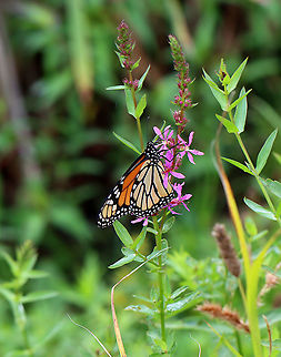 Monarch Butterfly - Danaus plexippus Habitat: Meadow Danaus,Danaus plexippus,Geotagged,Monarch butterfly,Summer,United States,butterfly,monarch
