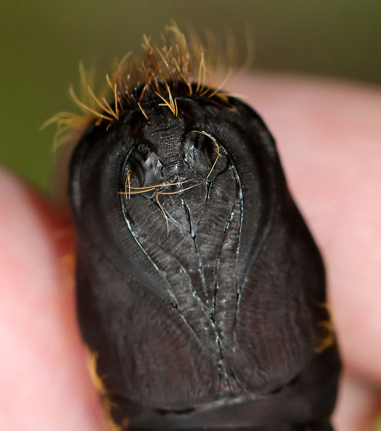 Gypsy Moth Pupa - Lymantria dispar Right below the hairs, you can see the eyes and antennae. <br />
<br />
Habitat: I found this pupa dangling from a leaf on a tree that bordered a meadow.<br />
<figure class="photo"><a href="https://www.jungledragon.com/image/109142/gypsy_moth_pupa_-_lymantria_dispar.html" title="Gypsy Moth Pupa - Lymantria dispar"><img src="https://s3.amazonaws.com/media.jungledragon.com/images/3232/109142_thumb.jpg?AWSAccessKeyId=05GMT0V3GWVNE7GGM1R2&Expires=1769040010&Signature=r97%2BqHiS0T01OUJChYXAzCX7%2BB8%3D" width="200" height="144" alt="Gypsy Moth Pupa - Lymantria dispar Habitat: I found this pupa dangling from a leaf on a tree that bordered a meadow.<br />
https://www.jungledragon.com/image/109140/moth_pupa_face.html<br />
https://www.jungledragon.com/image/109141/moth_pupa.html Geotagged,Gypsy moth,Lymantria dispar,Summer,United States" /></a></figure><br />
<figure class="photo"><a href="https://www.jungledragon.com/image/109141/gypsy_moth_pupa_-_lymantria_dispar.html" title="Gypsy Moth Pupa - Lymantria dispar"><img src="https://s3.amazonaws.com/media.jungledragon.com/images/3232/109141_thumb.jpg?AWSAccessKeyId=05GMT0V3GWVNE7GGM1R2&Expires=1769040010&Signature=gs%2FH1eS6omDqhU8q1FOfkLFiAxI%3D" width="200" height="148" alt="Gypsy Moth Pupa - Lymantria dispar A weird spot to find a pupa!<br />
<br />
Habitat: I found this pupa dangling from a leaf on a tree that bordered a meadow.<br />
https://www.jungledragon.com/image/109140/moth_pupa_face.html<br />
https://www.jungledragon.com/image/109142/moth_pupa.html Geotagged,Gypsy moth,Lymantria dispar,Summer,United States" /></a></figure> Geotagged,Gypsy moth,Lymantria dispar,Summer,United States,moth pupa,pupa