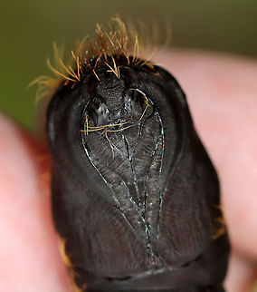 Gypsy Moth Pupa - Lymantria dispar Right below the hairs, you can see the eyes and antennae. 

Habitat: I found this pupa dangling from a leaf on a tree that bordered a meadow.
https://www.jungledragon.com/image/109142/moth_pupa.html
https://www.jungledragon.com/image/109141/moth_pupa.html Geotagged,Gypsy moth,Lymantria dispar,Summer,United States,moth pupa,pupa