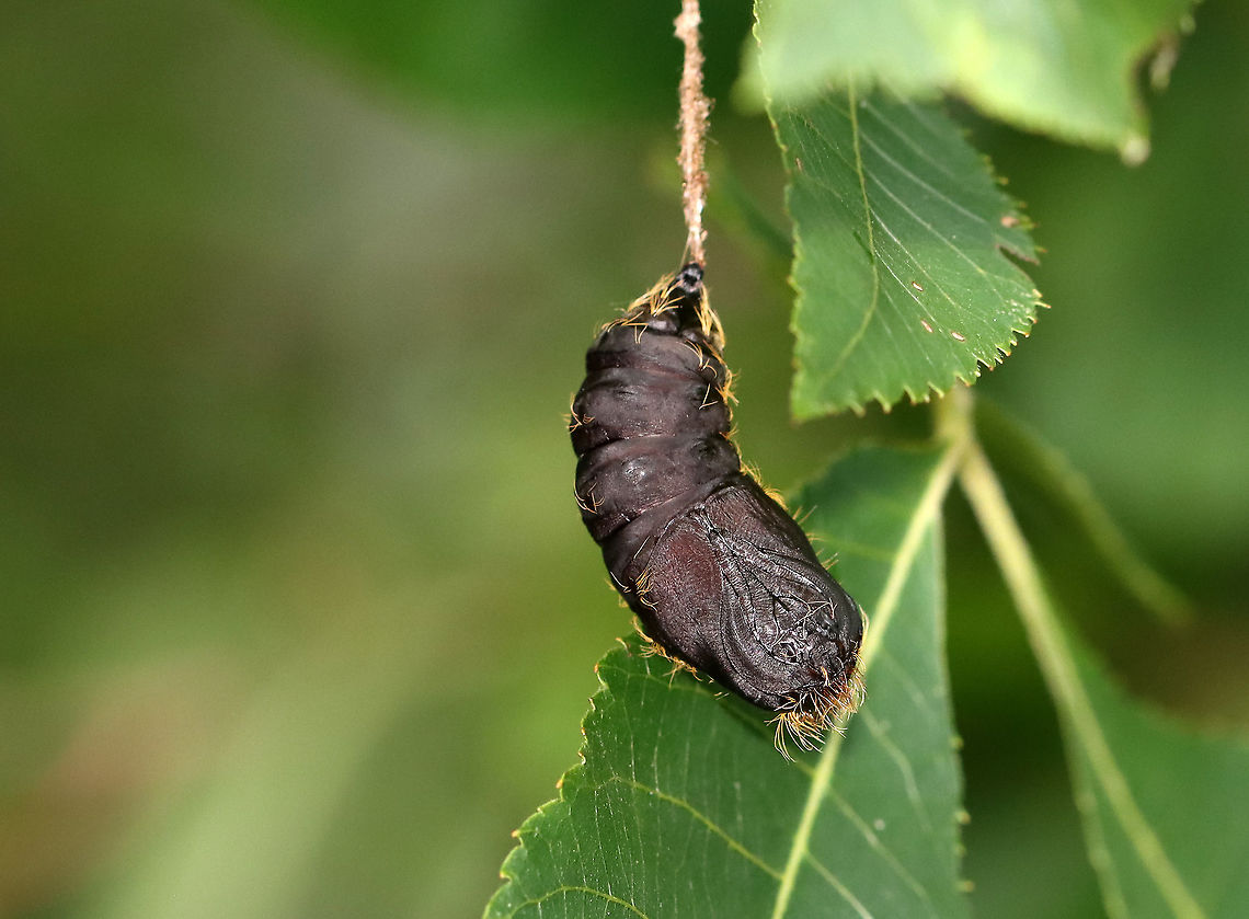 Gypsy Moth Pupa - Lymantria dispar A weird spot to find a pupa!<br />
<br />
Habitat: I found this pupa dangling from a leaf on a tree that bordered a meadow.<br />
<figure class="photo"><a href="https://www.jungledragon.com/image/109140/gypsy_moth_pupa_-_lymantria_dispar.html" title="Gypsy Moth Pupa - Lymantria dispar"><img src="https://s3.amazonaws.com/media.jungledragon.com/images/3232/109140_thumb.jpg?AWSAccessKeyId=05GMT0V3GWVNE7GGM1R2&Expires=1763596810&Signature=A1xQWcsBkFAq%2BWAnIIOcDV3cTUg%3D" width="136" height="152" alt="Gypsy Moth Pupa - Lymantria dispar Right below the hairs, you can see the eyes and antennae. <br />
<br />
Habitat: I found this pupa dangling from a leaf on a tree that bordered a meadow.<br />
https://www.jungledragon.com/image/109142/moth_pupa.html<br />
https://www.jungledragon.com/image/109141/moth_pupa.html Geotagged,Gypsy moth,Lymantria dispar,Summer,United States,moth pupa,pupa" /></a></figure><br />
<figure class="photo"><a href="https://www.jungledragon.com/image/109142/gypsy_moth_pupa_-_lymantria_dispar.html" title="Gypsy Moth Pupa - Lymantria dispar"><img src="https://s3.amazonaws.com/media.jungledragon.com/images/3232/109142_thumb.jpg?AWSAccessKeyId=05GMT0V3GWVNE7GGM1R2&Expires=1763596810&Signature=jfrK4PI4K9ehA3jHqqKONqPfsdg%3D" width="200" height="144" alt="Gypsy Moth Pupa - Lymantria dispar Habitat: I found this pupa dangling from a leaf on a tree that bordered a meadow.<br />
https://www.jungledragon.com/image/109140/moth_pupa_face.html<br />
https://www.jungledragon.com/image/109141/moth_pupa.html Geotagged,Gypsy moth,Lymantria dispar,Summer,United States" /></a></figure> Geotagged,Gypsy moth,Lymantria dispar,Summer,United States