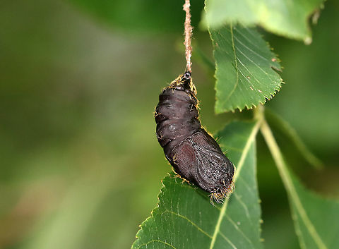 Gypsy Moth Pupa - Lymantria dispar A weird spot to find a pupa!

Habitat: I found this pupa dangling from a leaf on a tree that bordered a meadow.
https://www.jungledragon.com/image/109140/moth_pupa_face.html
https://www.jungledragon.com/image/109142/moth_pupa.html Geotagged,Gypsy moth,Lymantria dispar,Summer,United States