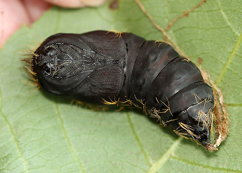 Gypsy Moth Pupa - Lymantria dispar Habitat: I found this pupa dangling from a leaf on a tree that bordered a meadow.
https://www.jungledragon.com/image/109140/moth_pupa_face.html
https://www.jungledragon.com/image/109141/moth_pupa.html Geotagged,Gypsy moth,Lymantria dispar,Summer,United States