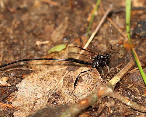 Pelecinid Wasp - Pelecinus polyturator Females are distinctive: their abdomens are five times the length of the rest of their body. The abdomen has six segments. Males are rarely seen in temperate areas, and this species is suspected of being capable of parthenogenesis.

They do not sting. The female uses her long ovipositor to penetrate the soil in search of scarab beetle grubs to lay her eggs on/in.

Habitat: Meandering on the ground in a mixed forest Geotagged,Pelecinus,Pelecinus polyturator,Summer,United States,wasp