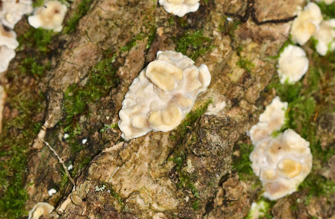 Trametes versicolor? Habitat: Rotting log; mixed forest<br />
<figure class="photo"><a href="https://www.jungledragon.com/image/109147/trametes_versicolor.html" title="Trametes versicolor?"><img src="https://s3.amazonaws.com/media.jungledragon.com/images/3232/109147_thumb.jpg?AWSAccessKeyId=05GMT0V3GWVNE7GGM1R2&Expires=1759968010&Signature=chcKmHxqMSASQA1XpCTtBuvxerY%3D" width="200" height="168" alt="Trametes versicolor? Habitat: Rotting log; mixed forest<br />
https://www.jungledragon.com/image/109144/trametes_versicolor.html<br />
https://www.jungledragon.com/image/109146/trametes_versicolor.html Geotagged,Summer,United States" /></a></figure><br />
<figure class="photo"><a href="https://www.jungledragon.com/image/109146/trametes_versicolor.html" title="Trametes versicolor?"><img src="https://s3.amazonaws.com/media.jungledragon.com/images/3232/109146_thumb.jpg?AWSAccessKeyId=05GMT0V3GWVNE7GGM1R2&Expires=1759968010&Signature=4X%2FYGwnpyviSdONytcFVl5d8yHg%3D" width="112" height="152" alt="Trametes versicolor? Habitat: Rotting log; mixed forest<br />
https://www.jungledragon.com/image/109144/trametes_versicolor.html<br />
https://www.jungledragon.com/image/109147/trametes_versicolor.html Geotagged,Summer,United States" /></a></figure> Geotagged,Summer,Trametes,United States,fungus