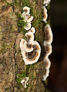 Trametes versicolor? Habitat: Rotting log; mixed forest
https://www.jungledragon.com/image/109144/trametes_versicolor.html
https://www.jungledragon.com/image/109147/trametes_versicolor.html Geotagged,Summer,United States