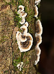 Trametes versicolor? Habitat: Rotting log; mixed forest<br />
https://www.jungledragon.com/image/109144/trametes_versicolor.html<br />
https://www.jungledragon.com/image/109147/trametes_versicolor.html Geotagged,Summer,United States
