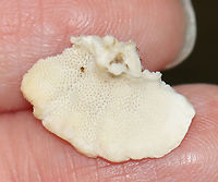 Trametes versicolor? Habitat: Rotting log; mixed forest<br />
https://www.jungledragon.com/image/109144/trametes_versicolor.html<br />
https://www.jungledragon.com/image/109146/trametes_versicolor.html Geotagged,Summer,United States