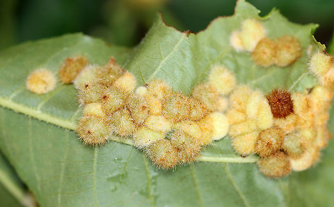 Galls on Hickory (Carya sp.) Leaves - Caryomyia sp., Possibly Caryomyia purpurea? These leaves are always full of various galls. I think these might be Caryomyia purpurea.

Habitat: Underside of hickory leaves in a meadow Carya,Caryomyia,Geotagged,Summer,United States,galls,hickory,hickory galls