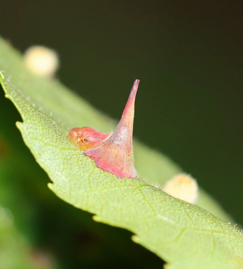 Caryomyia stellata *Tentative ID*<br />
<br />
Habitat: Underside of hickory leaves Caryomyia,Caryomyia stellata,Geotagged,Summer,United States,gall