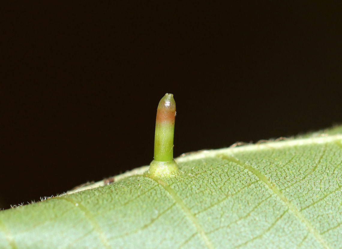 Hickory Bullet Galls - Caryomyia tubicola <br />
Habitat: I spotted the galls on the leaves of several hickory (Carya sp.) saplings in a small, woodland meadow Caryomyia,Caryomyia tubicola,Geotagged,Hickory Bullet Gall Midge,Summer,United States,galls