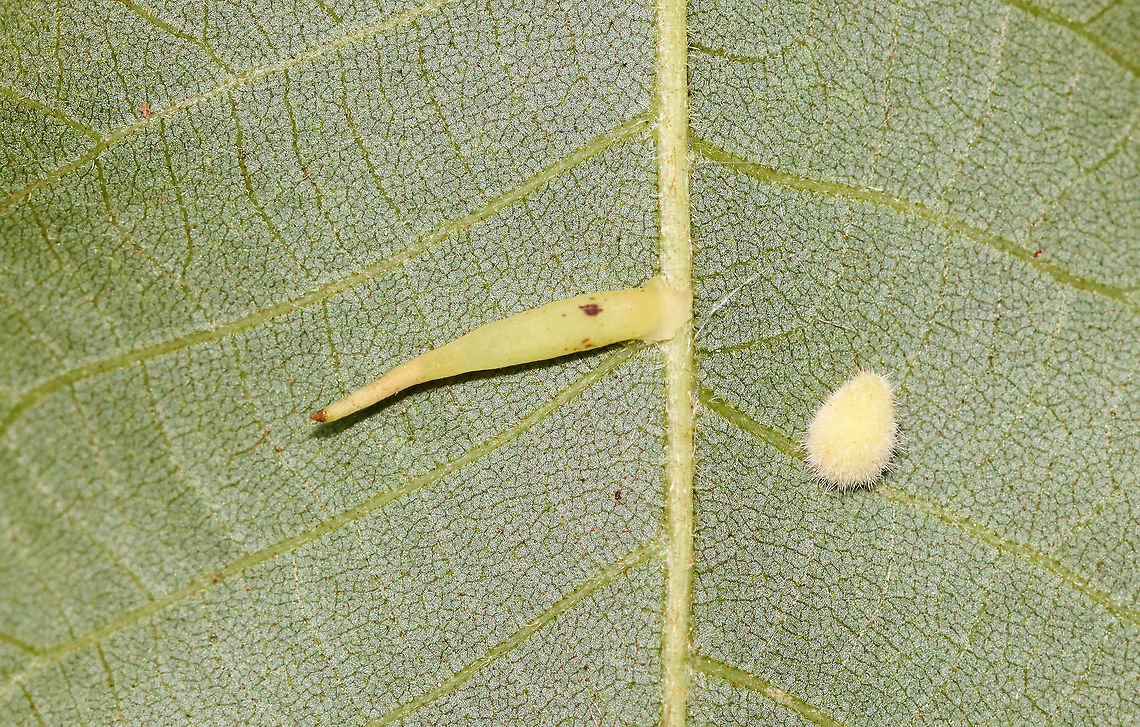 Hickory Supine Squash Gall - Caryomyia supina ID is for the long, thin gall on the left. I&#039;m not sure what the fuzzy gall on the right is -- some other Caryomyia sp. gall. <br />
<br />
Habitat: On the midrib of a hickory leaf; meadow edge Caryomyia,Caryomyia supina,Geotagged,Hickory Supine Squash Gall Midge,Summer,United States,gall