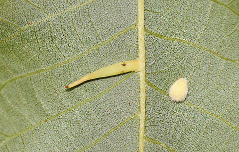 Hickory Supine Squash Gall - Caryomyia supina ID is for the long, thin gall on the left. I'm not sure what the fuzzy gall on the right is -- some other Caryomyia sp. gall. 

Habitat: On the midrib of a hickory leaf; meadow edge Caryomyia,Caryomyia supina,Geotagged,Hickory Supine Squash Gall Midge,Summer,United States,gall
