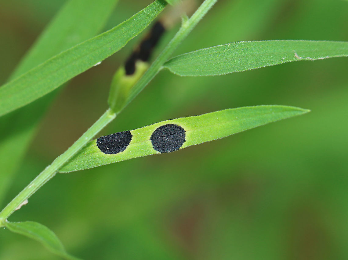 Euthamia Leaf Galls - Asteromyia euthamiae The larvae develop in black blisters on the leaves or stems of Euthamia sp.<br />
<br />
Habitat: Euthamia graminifolia; meadow Asteromyia euthamiae,Geotagged,Summer,United States,gall