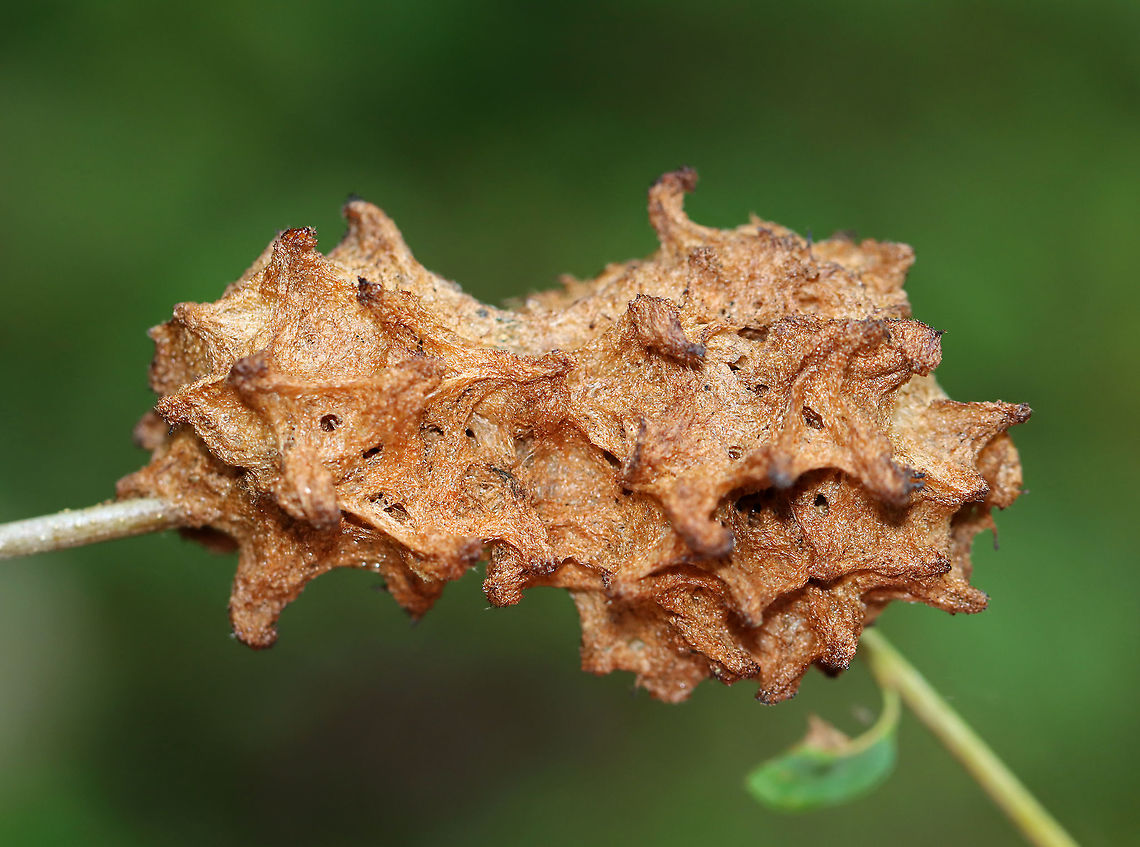Wool Sower Gall - Callirhytis seminator This gall was crusty and old. <br />
<br />
When fresh: <figure class="photo"><a href="https://www.jungledragon.com/image/60831/wool_sower_gall_-_callirhytis_seminator.html" title="Wool Sower Gall - Callirhytis seminator"><img src="https://s3.amazonaws.com/media.jungledragon.com/images/3232/60831_thumb.jpg?AWSAccessKeyId=05GMT0V3GWVNE7GGM1R2&Expires=1759968010&Signature=jzjbiP7t6ZrmerSxQFd%2BcYSJLy0%3D" width="200" height="158" alt="Wool Sower Gall - Callirhytis seminator These were the prettiest galls that I&#039;ve ever seen!<br />
<br />
They were fluffy, white ball with pink spots and was about 4-5 cm across.  One gall is actually a group of smaller, hairy galls that are joined at a common spot on a twig. They can be pulled apart to see seed-like structures that contain the developing wasps. I spotted 6 galls growing on Oak (Quercus sp.) - probably White Oak (Quercus alba).<br />
 Callirhytis,Callirhytis seminator,Geotagged,Quercus,Spring,United States,Wool Sower Gall,cynipid wasp,gall,wasp gall,wood sower,wood sower gall" /></a></figure><br />
<br />
<br />
Habitat: Oak twig; meadow<br />
<figure class="photo"><a href="https://www.jungledragon.com/image/109391/wool_sower_gall_inside_-_callirhytis_seminator.html" title="Wool Sower Gall (Inside) - Callirhytis seminator"><img src="https://s3.amazonaws.com/media.jungledragon.com/images/3232/109391_thumb.jpg?AWSAccessKeyId=05GMT0V3GWVNE7GGM1R2&Expires=1759968010&Signature=YUZ86iZjWQCYxd64AO74K8cWm30%3D" width="146" height="152" alt="Wool Sower Gall (Inside) - Callirhytis seminator This gall was crusty and old. <br />
<br />
When fresh: https://www.jungledragon.com/image/60831/wool_sower_gall_-_callirhytis_seminator.html<br />
<br />
<br />
Habitat: Oak twig; meadow<br />
https://www.jungledragon.com/image/109390/wool_sower_gall_-_callirhytis_seminator.html Callirhytis seminator,Geotagged,Summer,United States,Wool Sower Gall" /></a></figure> Callirhytis,Callirhytis seminator,Geotagged,Summer,United States,Wool Sower Gall,gall,oak gall