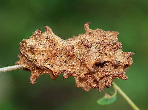 Wool Sower Gall - Callirhytis seminator This gall was crusty and old. 

When fresh: https://www.jungledragon.com/image/60831/wool_sower_gall_-_callirhytis_seminator.html


Habitat: Oak twig; meadow
https://www.jungledragon.com/image/109391/wool_sower_gall_inside_-_callirhytis_seminator.html Callirhytis,Callirhytis seminator,Geotagged,Summer,United States,Wool Sower Gall,gall,oak gall
