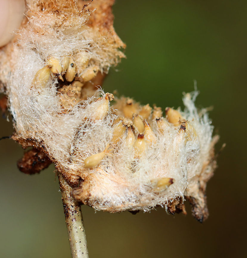 Wool Sower Gall (Inside) - Callirhytis seminator This gall was crusty and old. <br />
<br />
When fresh: <figure class="photo"><a href="https://www.jungledragon.com/image/60831/wool_sower_gall_-_callirhytis_seminator.html" title="Wool Sower Gall - Callirhytis seminator"><img src="https://s3.amazonaws.com/media.jungledragon.com/images/3232/60831_thumb.jpg?AWSAccessKeyId=05GMT0V3GWVNE7GGM1R2&Expires=1763596810&Signature=%2F9SfGsnDRoGNdQLLnYphLiukcX4%3D" width="200" height="158" alt="Wool Sower Gall - Callirhytis seminator These were the prettiest galls that I&#039;ve ever seen!<br />
<br />
They were fluffy, white ball with pink spots and was about 4-5 cm across.  One gall is actually a group of smaller, hairy galls that are joined at a common spot on a twig. They can be pulled apart to see seed-like structures that contain the developing wasps. I spotted 6 galls growing on Oak (Quercus sp.) - probably White Oak (Quercus alba).<br />
 Callirhytis,Callirhytis seminator,Geotagged,Quercus,Spring,United States,Wool Sower Gall,cynipid wasp,gall,wasp gall,wood sower,wood sower gall" /></a></figure><br />
<br />
<br />
Habitat: Oak twig; meadow<br />
<figure class="photo"><a href="https://www.jungledragon.com/image/109390/wool_sower_gall_-_callirhytis_seminator.html" title="Wool Sower Gall - Callirhytis seminator"><img src="https://s3.amazonaws.com/media.jungledragon.com/images/3232/109390_thumb.jpg?AWSAccessKeyId=05GMT0V3GWVNE7GGM1R2&Expires=1763596810&Signature=W%2F3y96Qq2LjVqa9%2Bcgkp9uHsofc%3D" width="200" height="150" alt="Wool Sower Gall - Callirhytis seminator This gall was crusty and old. <br />
<br />
When fresh: https://www.jungledragon.com/image/60831/wool_sower_gall_-_callirhytis_seminator.html<br />
<br />
<br />
Habitat: Oak twig; meadow<br />
https://www.jungledragon.com/image/109391/wool_sower_gall_inside_-_callirhytis_seminator.html Callirhytis,Callirhytis seminator,Geotagged,Summer,United States,Wool Sower Gall,gall,oak gall" /></a></figure> Callirhytis seminator,Geotagged,Summer,United States,Wool Sower Gall