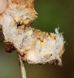 Wool Sower Gall (Inside) - Callirhytis seminator This gall was crusty and old. 

When fresh: https://www.jungledragon.com/image/60831/wool_sower_gall_-_callirhytis_seminator.html


Habitat: Oak twig; meadow
https://www.jungledragon.com/image/109390/wool_sower_gall_-_callirhytis_seminator.html Callirhytis seminator,Geotagged,Summer,United States,Wool Sower Gall
