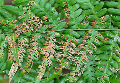 Eagle Fern - Pteridium aquilinum Some insect found these ferns to be very tasty despite the fact that they contain carcinogens.

Habitat: Meadow/forest edge Eagle fern,Geotagged,Pteridium,Pteridium aquilinum,Summer,United States,fern
