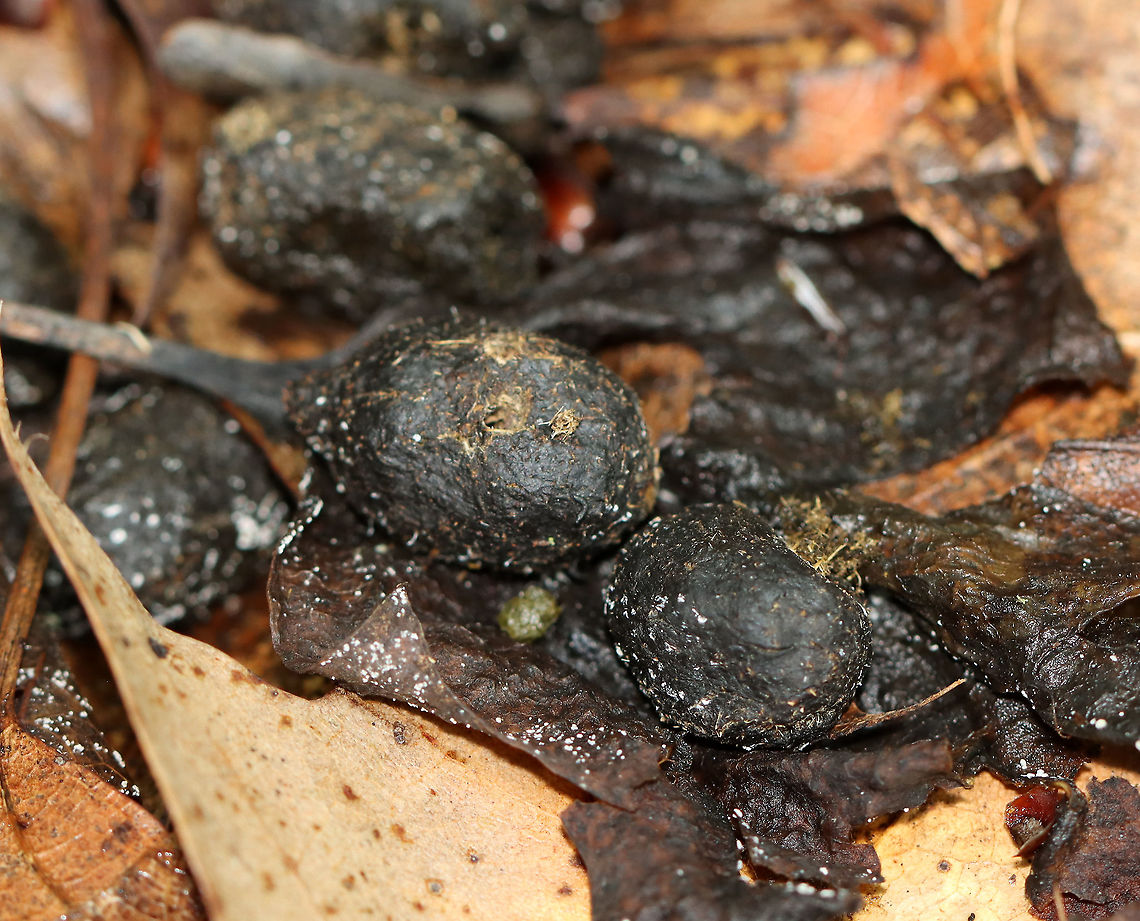 Beetle Bore Holes on Deer Scat! A bunch of these poops had holes in them! I really wanted to cut them open and see who was inside, but I really didn't want to touch the poop. There was also some interesting white fungus growing on the scat. I assume the holes were made by a dung beetle, but am not positive.<br />
<br />
Habitat: White-tailed deer scat; deciduous forest Geotagged,Summer,United States,deer,deer scat,feces,poop,scat,signs of wildlife