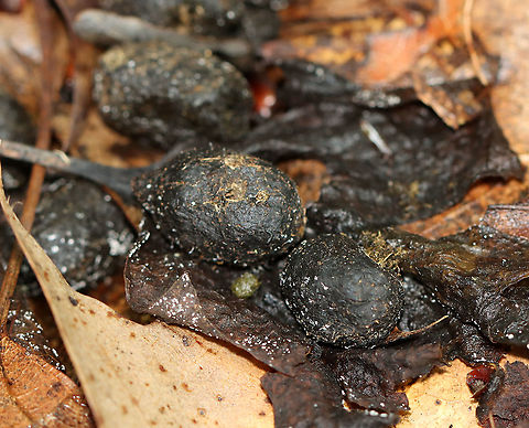 Beetle Bore Holes on Deer Scat! A bunch of these poops had holes in them! I really wanted to cut them open and see who was inside, but I really didn't want to touch the poop. There was also some interesting white fungus growing on the scat. I assume the holes were made by a dung beetle, but am not positive.

Habitat: White-tailed deer scat; deciduous forest Geotagged,Summer,United States,deer,deer scat,feces,poop,scat,signs of wildlife