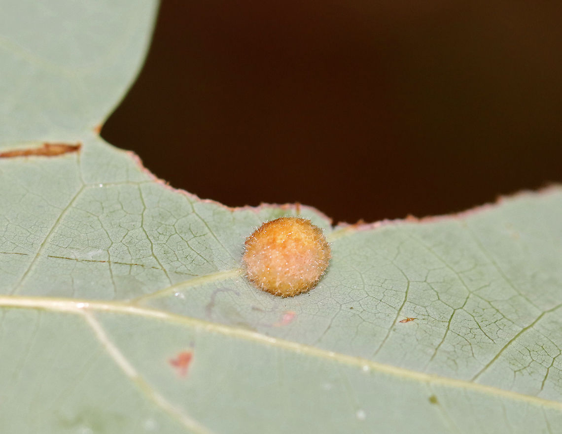 Gall on Oak (Quercus sp.) - Callirhytis sp. Maybe Callirhytis sp.? <br />
<br />
Habitat: Oak leaf; meadow<br />
<figure class="photo"><a href="https://www.jungledragon.com/image/109396/gall_on_oak_quercus_sp._-_callirhytis_sp.html" title="Gall on Oak (Quercus sp.) - Callirhytis sp."><img src="https://s3.amazonaws.com/media.jungledragon.com/images/3232/109396_thumb.jpg?AWSAccessKeyId=05GMT0V3GWVNE7GGM1R2&Expires=1769040010&Signature=bNzitEGOnIq7bwB8QughgIJmFmI%3D" width="200" height="162" alt="Gall on Oak (Quercus sp.) - Callirhytis sp. Maybe Callirhytis sp.?<br />
<br />
Habitat: Oak leaf; meadow<br />
https://www.jungledragon.com/image/109395/gall_on_oak_quercus_sp._-_callirhytis_sp.html Geotagged,Summer,United States" /></a></figure> Callirhytis,Geotagged,Quercus,Summer,United States,gall,oak,oak gall
