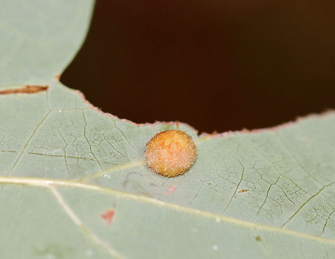 Gall on Oak (Quercus sp.) - Callirhytis sp. Maybe Callirhytis sp.? 

Habitat: Oak leaf; meadow
https://www.jungledragon.com/image/109396/gall_on_oak_quercus_sp._-_callirhytis_sp.html Callirhytis,Geotagged,Quercus,Summer,United States,gall,oak,oak gall