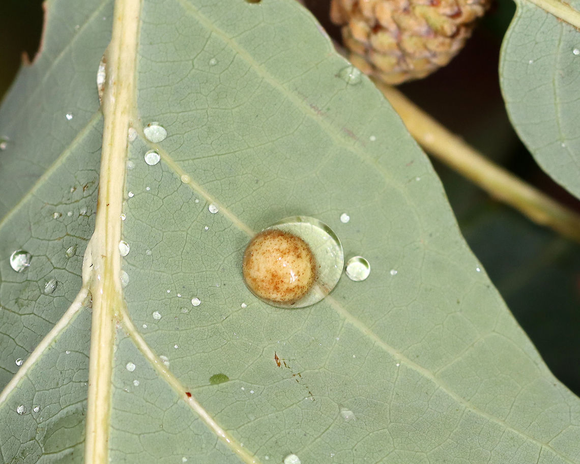 Gall on Oak (Quercus sp.) - Callirhytis sp. Maybe Callirhytis sp.?<br />
<br />
Habitat: Oak leaf; meadow<br />
<figure class="photo"><a href="https://www.jungledragon.com/image/109395/gall_on_oak_quercus_sp._-_callirhytis_sp.html" title="Gall on Oak (Quercus sp.) - Callirhytis sp."><img src="https://s3.amazonaws.com/media.jungledragon.com/images/3232/109395_thumb.jpg?AWSAccessKeyId=05GMT0V3GWVNE7GGM1R2&Expires=1759968010&Signature=NZcVD7XXLE8aEI4O67%2BUpoAr5Og%3D" width="200" height="156" alt="Gall on Oak (Quercus sp.) - Callirhytis sp. Maybe Callirhytis sp.? <br />
<br />
Habitat: Oak leaf; meadow<br />
https://www.jungledragon.com/image/109396/gall_on_oak_quercus_sp._-_callirhytis_sp.html Callirhytis,Geotagged,Quercus,Summer,United States,gall,oak,oak gall" /></a></figure> Geotagged,Summer,United States