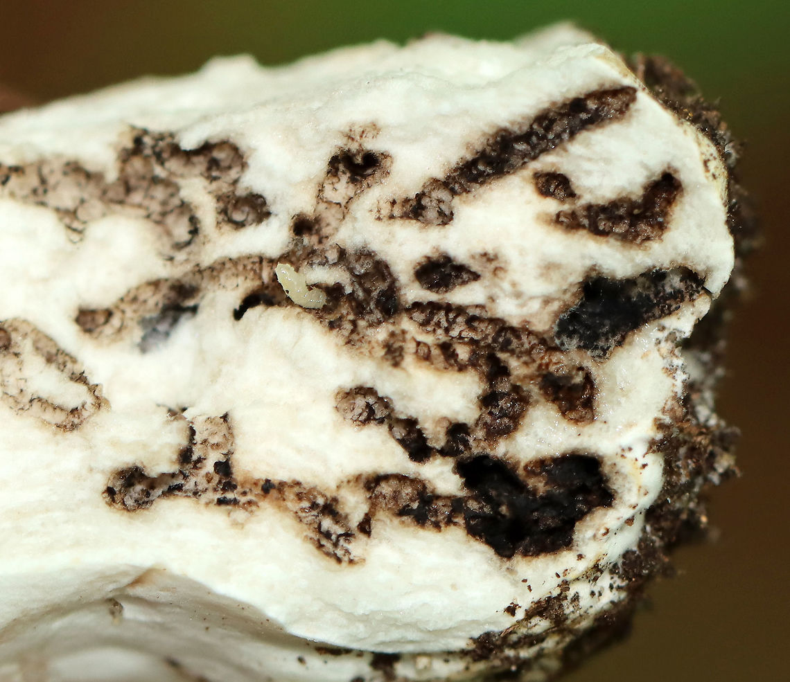 Flat-footed Fly Larva - Family Platypezidae These larvae had unsclerotized heads and tiny projections along the lateral margins of their bodies.<br />
<br />
Habitat: Found in a mushroom; deciduous forest<br />
<figure class="photo"><a href="https://www.jungledragon.com/image/109398/flat-footed_fly_larva_-_family_platypezidae.html" title="Flat-footed Fly Larva - Family Platypezidae"><img src="https://s3.amazonaws.com/media.jungledragon.com/images/3232/109398_thumb.jpg?AWSAccessKeyId=05GMT0V3GWVNE7GGM1R2&Expires=1759968010&Signature=zSHQ8m8DR74%2FtwGuspIY6rdIU3s%3D" width="200" height="160" alt="Flat-footed Fly Larva - Family Platypezidae These larvae had unsclerotized heads and tiny projections along the lateral margins of their bodies.<br />
<br />
Habitat: Found in a mushroom; deciduous forest<br />
https://www.jungledragon.com/image/109397/flat-footed_fly_larva_-_family_platypezidae.html Geotagged,Platypezidae,Summer,United States,fly larva,larva" /></a></figure> Geotagged,Platypezidae,Summer,United States,fly larva,larva,larvae