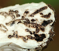 Flat-footed Fly Larva - Family Platypezidae These larvae had unsclerotized heads and tiny projections along the lateral margins of their bodies.<br />
<br />
Habitat: Found in a mushroom; deciduous forest<br />
https://www.jungledragon.com/image/109398/flat-footed_fly_larva_-_family_platypezidae.html Geotagged,Platypezidae,Summer,United States,fly larva,larva,larvae