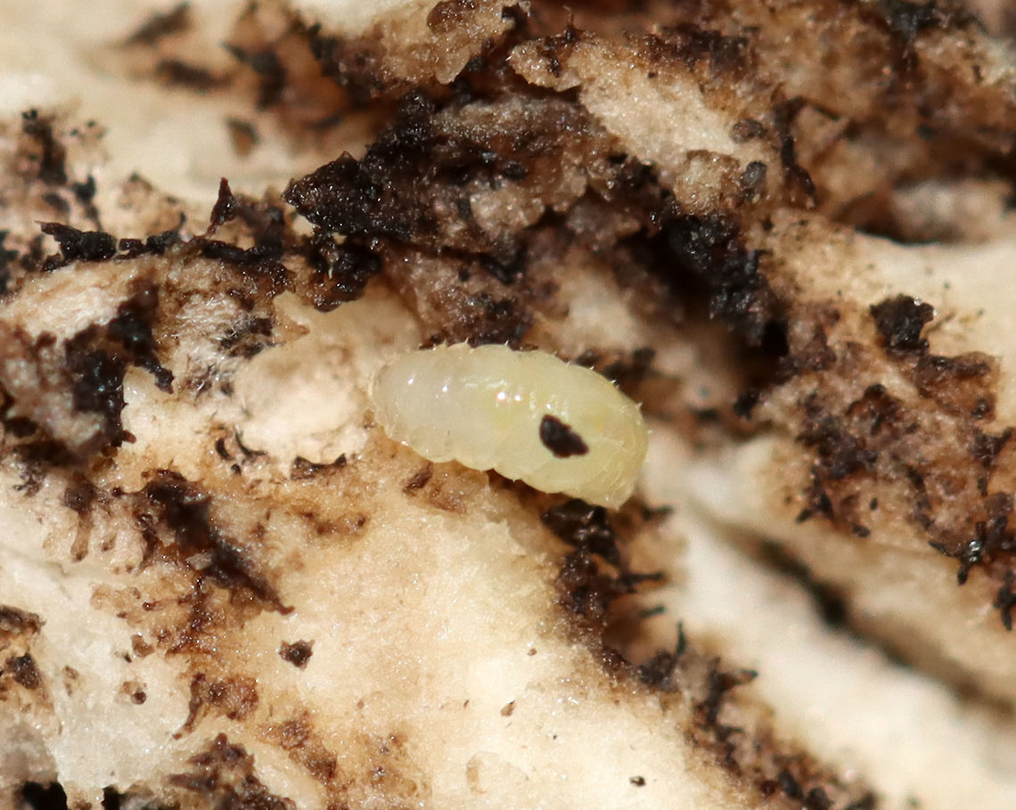 Flat-footed Fly Larva - Family Platypezidae These larvae had unsclerotized heads and tiny projections along the lateral margins of their bodies.<br />
<br />
Habitat: Found in a mushroom; deciduous forest<br />
<figure class="photo"><a href="https://www.jungledragon.com/image/109397/flat-footed_fly_larva_-_family_platypezidae.html" title="Flat-footed Fly Larva - Family Platypezidae"><img src="https://s3.amazonaws.com/media.jungledragon.com/images/3232/109397_thumb.jpg?AWSAccessKeyId=05GMT0V3GWVNE7GGM1R2&Expires=1759968010&Signature=ma3pIOKoZSpUvEosRomZP2KnF5U%3D" width="200" height="174" alt="Flat-footed Fly Larva - Family Platypezidae These larvae had unsclerotized heads and tiny projections along the lateral margins of their bodies.<br />
<br />
Habitat: Found in a mushroom; deciduous forest<br />
https://www.jungledragon.com/image/109398/flat-footed_fly_larva_-_family_platypezidae.html Geotagged,Platypezidae,Summer,United States,fly larva,larva,larvae" /></a></figure> Geotagged,Platypezidae,Summer,United States,fly larva,larva