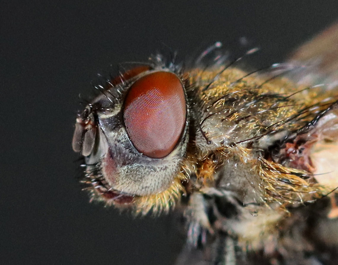 Fly - Pollenia intermedia I found this fly lying on the snow, on its back and nearly dead. I carried it around in my hand for awhile to see if it would revive. After a few minutes, it started to twitch a bit. But, outdoor temps were 10F (-12C) and we were expecting nearly half a foot of snow. So, I did the unthinkable and took the fly inside and killed it in my freezer. I rationalize that it would have died outside anyway and was nearly dead when I found it. I figured that it would be a good chance for me to play around with my indoor lighting and take some diagnostic shots. Sorry fly!<br />
<br />
Habitat: Semi-rural area<br />
<figure class="photo"><a href="https://www.jungledragon.com/image/109405/cluster_fly_-_pollenia_sp.html" title="Cluster Fly - Pollenia sp."><img src="https://s3.amazonaws.com/media.jungledragon.com/images/3232/109405_thumb.jpg?AWSAccessKeyId=05GMT0V3GWVNE7GGM1R2&Expires=1769040010&Signature=N7nTLd04i6XYLjbzFBVGpRQ86pc%3D" width="200" height="172" alt="Cluster Fly - Pollenia sp. I found this fly lying on the snow, on its back and nearly dead. I carried it around in my hand for awhile to see if it would revive. After a few minutes, it started to twitch a bit. But, outdoor temps were 10F (-12C) and we were expecting nearly half a foot of snow. So, I did the unthinkable and took the fly inside and killed it in my freezer. I rationalize that it would have died outside anyway and was nearly dead when I found it. I figured that it would be a good chance for me to play around with my indoor lighting and take some diagnostic shots. Sorry fly!<br />
<br />
Habitat: Semi-rural area<br />
https://www.jungledragon.com/image/109399/cluster_fly_-_pollenia_sp.html<br />
https://www.jungledragon.com/image/109404/cluster_fly_-_pollenia_sp.html<br />
https://www.jungledragon.com/image/109403/cluster_fly_-_pollenia_sp.html<br />
https://www.jungledragon.com/image/109402/ocelli_cluster_fly_-_pollenia_sp.html<br />
https://www.jungledragon.com/image/109401/cluster_fly_-_pollenia_sp.html<br />
https://www.jungledragon.com/image/109400/cluster_fly_-_pollenia_sp.html Geotagged,Pollenia intermedia,United States,Winter" /></a></figure><br />
<figure class="photo"><a href="https://www.jungledragon.com/image/109404/cluster_fly_-_pollenia_sp.html" title="Cluster Fly - Pollenia sp."><img src="https://s3.amazonaws.com/media.jungledragon.com/images/3232/109404_thumb.jpg?AWSAccessKeyId=05GMT0V3GWVNE7GGM1R2&Expires=1769040010&Signature=h%2B%2FucUCu1%2FakJ5q64WoaMDKHwz0%3D" width="200" height="160" alt="Cluster Fly - Pollenia sp. Showing abdominal pattern.<br />
<br />
I found this fly lying on the snow, on its back and nearly dead. I carried it around in my hand for awhile to see if it would revive. After a few minutes, it started to twitch a bit. But, outdoor temps were 10F (-12C) and we were expecting nearly half a foot of snow. So, I did the unthinkable and took the fly inside and killed it in my freezer. I rationalize that it would have died outside anyway and was nearly dead when I found it. I figured that it would be a good chance for me to play around with my indoor lighting and take some diagnostic shots. Sorry fly!<br />
<br />
Habitat: Semi-rural area<br />
https://www.jungledragon.com/image/109399/cluster_fly_-_pollenia_sp.html<br />
https://www.jungledragon.com/image/109405/cluster_fly_-_pollenia_sp.html<br />
https://www.jungledragon.com/image/109403/cluster_fly_-_pollenia_sp.html<br />
https://www.jungledragon.com/image/109402/ocelli_cluster_fly_-_pollenia_sp.html<br />
https://www.jungledragon.com/image/109401/cluster_fly_-_pollenia_sp.html<br />
https://www.jungledragon.com/image/109400/cluster_fly_-_pollenia_sp.html Geotagged,Pollenia intermedia,United States,Winter" /></a></figure><br />
<figure class="photo"><a href="https://www.jungledragon.com/image/109403/cluster_fly_-_pollenia_sp.html" title="Cluster Fly - Pollenia sp."><img src="https://s3.amazonaws.com/media.jungledragon.com/images/3232/109403_thumb.jpg?AWSAccessKeyId=05GMT0V3GWVNE7GGM1R2&Expires=1769040010&Signature=RCTdLOX8K%2BScrzViolbZ2AJxsd4%3D" width="200" height="168" alt="Cluster Fly - Pollenia sp. Showing golden scales on thorax.<br />
<br />
I found this fly lying on the snow, on its back and nearly dead. I carried it around in my hand for awhile to see if it would revive. After a few minutes, it started to twitch a bit. But, outdoor temps were 10F (-12C) and we were expecting nearly half a foot of snow. So, I did the unthinkable and took the fly inside and killed it in my freezer. I rationalize that it would have died outside anyway and was nearly dead when I found it. I figured that it would be a good chance for me to play around with my indoor lighting and take some diagnostic shots. Sorry fly!<br />
<br />
Habitat: Semi-rural area<br />
https://www.jungledragon.com/image/109404/cluster_fly_-_pollenia_sp.html<br />
https://www.jungledragon.com/image/109399/cluster_fly_-_pollenia_sp.html<br />
https://www.jungledragon.com/image/109405/cluster_fly_-_pollenia_sp.html<br />
https://www.jungledragon.com/image/109402/ocelli_cluster_fly_-_pollenia_sp.html<br />
https://www.jungledragon.com/image/109401/cluster_fly_-_pollenia_sp.html<br />
https://www.jungledragon.com/image/109400/cluster_fly_-_pollenia_sp.html<br />
 Geotagged,Pollenia intermedia,United States,Winter" /></a></figure><br />
<figure class="photo"><a href="https://www.jungledragon.com/image/109402/ocelli_cluster_fly_-_pollenia_sp.html" title="Ocelli (Cluster Fly - Pollenia sp.)"><img src="https://s3.amazonaws.com/media.jungledragon.com/images/3232/109402_thumb.jpg?AWSAccessKeyId=05GMT0V3GWVNE7GGM1R2&Expires=1769040010&Signature=%2FoMP7BkC%2FnF95occdwOFTvl4bvY%3D" width="200" height="154" alt="Ocelli (Cluster Fly - Pollenia sp.) You can see 3 ocelli between the compound eyes.<br />
<br />
I found this fly lying on the snow, on its back and nearly dead. I carried it around in my hand for awhile to see if it would revive. After a few minutes, it started to twitch a bit. But, outdoor temps were 10F (-12C) and we were expecting nearly half a foot of snow. So, I did the unthinkable and took the fly inside and killed it in my freezer. I rationalize that it would have died outside anyway and was nearly dead when I found it. I figured that it would be a good chance for me to play around with my indoor lighting and take some diagnostic shots. Sorry fly!<br />
<br />
Habitat: Semi-rural area<br />
https://www.jungledragon.com/image/109403/cluster_fly_-_pollenia_sp.html<br />
https://www.jungledragon.com/image/109401/cluster_fly_-_pollenia_sp.html<br />
https://www.jungledragon.com/image/109400/cluster_fly_-_pollenia_sp.html<br />
https://www.jungledragon.com/image/109399/cluster_fly_-_pollenia_sp.html<br />
https://www.jungledragon.com/image/109405/cluster_fly_-_pollenia_sp.html<br />
https://www.jungledragon.com/image/109404/cluster_fly_-_pollenia_sp.html<br />
 Geotagged,Pollenia intermedia,United States,Winter,ocelli" /></a></figure><br />
<figure class="photo"><a href="https://www.jungledragon.com/image/109401/cluster_fly_-_pollenia_sp.html" title="Cluster Fly - Pollenia sp."><img src="https://s3.amazonaws.com/media.jungledragon.com/images/3232/109401_thumb.jpg?AWSAccessKeyId=05GMT0V3GWVNE7GGM1R2&Expires=1769040010&Signature=%2FrORP%2BrXB85BzyK6BBJwJ%2FCxfmk%3D" width="200" height="160" alt="Cluster Fly - Pollenia sp. One diagnostic criterion for Pollenia pediculata is a tuft of setae on the venter of the wing. I don't think that this fly has that, but I took a photo of the area just in case as I am unsure.<br />
<br />
I found this fly lying on the snow, on its back and nearly dead. I carried it around in my hand for awhile to see if it would revive. After a few minutes, it started to twitch a bit. But, outdoor temps were 10F (-12C) and we were expecting nearly half a foot of snow. So, I did the unthinkable and took the fly inside and killed it in my freezer. I rationalize that it would have died outside anyway and was nearly dead when I found it. I figured that it would be a good chance for me to play around with my indoor lighting and take some diagnostic shots. Sorry fly!<br />
<br />
Habitat: Semi-rural area<br />
https://www.jungledragon.com/image/109402/ocelli_cluster_fly_-_pollenia_sp.html<br />
https://www.jungledragon.com/image/109400/cluster_fly_-_pollenia_sp.html<br />
https://www.jungledragon.com/image/109399/cluster_fly_-_pollenia_sp.html<br />
https://www.jungledragon.com/image/109405/cluster_fly_-_pollenia_sp.html<br />
https://www.jungledragon.com/image/109404/cluster_fly_-_pollenia_sp.html<br />
https://www.jungledragon.com/image/109403/cluster_fly_-_pollenia_sp.html Geotagged,Pollenia intermedia,United States,Winter" /></a></figure><br />
<figure class="photo"><a href="https://www.jungledragon.com/image/109400/cluster_fly_-_pollenia_sp.html" title="Cluster Fly - Pollenia sp."><img src="https://s3.amazonaws.com/media.jungledragon.com/images/3232/109400_thumb.jpg?AWSAccessKeyId=05GMT0V3GWVNE7GGM1R2&Expires=1769040010&Signature=xe2nh6FSgTnt2wMtNYWN%2FWPBJ90%3D" width="200" height="148" alt="Cluster Fly - Pollenia sp. I found this fly lying on the snow, on its back and nearly dead. I carried it around in my hand for awhile to see if it would revive. After a few minutes, it started to twitch a bit. But, outdoor temps were 10F (-12C) and we were expecting nearly half a foot of snow. So, I did the unthinkable and took the fly inside and killed it in my freezer. I rationalize that it would have died outside anyway and was nearly dead when I found it. I figured that it would be a good chance for me to play around with my indoor lighting and take some diagnostic shots. Sorry fly!<br />
<br />
Habitat: Semi-rural area<br />
https://www.jungledragon.com/image/109401/cluster_fly_-_pollenia_sp.html<br />
https://www.jungledragon.com/image/109402/ocelli_cluster_fly_-_pollenia_sp.html<br />
https://www.jungledragon.com/image/109403/cluster_fly_-_pollenia_sp.html<br />
https://www.jungledragon.com/image/109404/cluster_fly_-_pollenia_sp.html<br />
https://www.jungledragon.com/image/109405/cluster_fly_-_pollenia_sp.html<br />
https://www.jungledragon.com/image/109399/cluster_fly_-_pollenia_sp.html Geotagged,Pollenia intermedia,United States,Winter" /></a></figure> Diptera,Geotagged,Pollenia,Pollenia intermedia,United States,Winter,cluster fly,fly