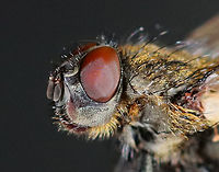 Fly - Pollenia intermedia I found this fly lying on the snow, on its back and nearly dead. I carried it around in my hand for awhile to see if it would revive. After a few minutes, it started to twitch a bit. But, outdoor temps were 10F (-12C) and we were expecting nearly half a foot of snow. So, I did the unthinkable and took the fly inside and killed it in my freezer. I rationalize that it would have died outside anyway and was nearly dead when I found it. I figured that it would be a good chance for me to play around with my indoor lighting and take some diagnostic shots. Sorry fly!<br />
<br />
Habitat: Semi-rural area<br />
https://www.jungledragon.com/image/109405/cluster_fly_-_pollenia_sp.html<br />
https://www.jungledragon.com/image/109404/cluster_fly_-_pollenia_sp.html<br />
https://www.jungledragon.com/image/109403/cluster_fly_-_pollenia_sp.html<br />
https://www.jungledragon.com/image/109402/ocelli_cluster_fly_-_pollenia_sp.html<br />
https://www.jungledragon.com/image/109401/cluster_fly_-_pollenia_sp.html<br />
https://www.jungledragon.com/image/109400/cluster_fly_-_pollenia_sp.html Diptera,Geotagged,Pollenia,Pollenia intermedia,United States,Winter,cluster fly,fly