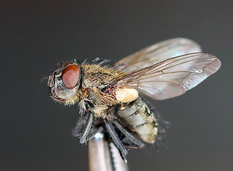 Cluster Fly - Pollenia sp. I found this fly lying on the snow, on its back and nearly dead. I carried it around in my hand for awhile to see if it would revive. After a few minutes, it started to twitch a bit. But, outdoor temps were 10F (-12C) and we were expecting nearly half a foot of snow. So, I did the unthinkable and took the fly inside and killed it in my freezer. I rationalize that it would have died outside anyway and was nearly dead when I found it. I figured that it would be a good chance for me to play around with my indoor lighting and take some diagnostic shots. Sorry fly!

Habitat: Semi-rural area
https://www.jungledragon.com/image/109401/cluster_fly_-_pollenia_sp.html
https://www.jungledragon.com/image/109402/ocelli_cluster_fly_-_pollenia_sp.html
https://www.jungledragon.com/image/109403/cluster_fly_-_pollenia_sp.html
https://www.jungledragon.com/image/109404/cluster_fly_-_pollenia_sp.html
https://www.jungledragon.com/image/109405/cluster_fly_-_pollenia_sp.html
https://www.jungledragon.com/image/109399/cluster_fly_-_pollenia_sp.html Geotagged,Pollenia intermedia,United States,Winter