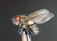 Cluster Fly - Pollenia sp. I found this fly lying on the snow, on its back and nearly dead. I carried it around in my hand for awhile to see if it would revive. After a few minutes, it started to twitch a bit. But, outdoor temps were 10F (-12C) and we were expecting nearly half a foot of snow. So, I did the unthinkable and took the fly inside and killed it in my freezer. I rationalize that it would have died outside anyway and was nearly dead when I found it. I figured that it would be a good chance for me to play around with my indoor lighting and take some diagnostic shots. Sorry fly!<br />
<br />
Habitat: Semi-rural area<br />
https://www.jungledragon.com/image/109401/cluster_fly_-_pollenia_sp.html<br />
https://www.jungledragon.com/image/109402/ocelli_cluster_fly_-_pollenia_sp.html<br />
https://www.jungledragon.com/image/109403/cluster_fly_-_pollenia_sp.html<br />
https://www.jungledragon.com/image/109404/cluster_fly_-_pollenia_sp.html<br />
https://www.jungledragon.com/image/109405/cluster_fly_-_pollenia_sp.html<br />
https://www.jungledragon.com/image/109399/cluster_fly_-_pollenia_sp.html Geotagged,Pollenia intermedia,United States,Winter