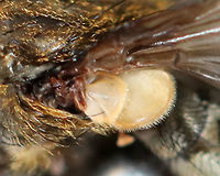Cluster Fly - Pollenia sp. One diagnostic criterion for Pollenia pediculata is a tuft of setae on the venter of the wing. I don't think that this fly has that, but I took a photo of the area just in case as I am unsure.<br />
<br />
I found this fly lying on the snow, on its back and nearly dead. I carried it around in my hand for awhile to see if it would revive. After a few minutes, it started to twitch a bit. But, outdoor temps were 10F (-12C) and we were expecting nearly half a foot of snow. So, I did the unthinkable and took the fly inside and killed it in my freezer. I rationalize that it would have died outside anyway and was nearly dead when I found it. I figured that it would be a good chance for me to play around with my indoor lighting and take some diagnostic shots. Sorry fly!<br />
<br />
Habitat: Semi-rural area<br />
https://www.jungledragon.com/image/109402/ocelli_cluster_fly_-_pollenia_sp.html<br />
https://www.jungledragon.com/image/109400/cluster_fly_-_pollenia_sp.html<br />
https://www.jungledragon.com/image/109399/cluster_fly_-_pollenia_sp.html<br />
https://www.jungledragon.com/image/109405/cluster_fly_-_pollenia_sp.html<br />
https://www.jungledragon.com/image/109404/cluster_fly_-_pollenia_sp.html<br />
https://www.jungledragon.com/image/109403/cluster_fly_-_pollenia_sp.html Geotagged,Pollenia intermedia,United States,Winter