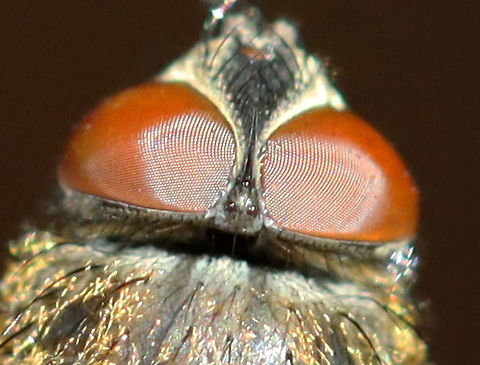 Ocelli (Cluster Fly - Pollenia sp.) You can see 3 ocelli between the compound eyes.

I found this fly lying on the snow, on its back and nearly dead. I carried it around in my hand for awhile to see if it would revive. After a few minutes, it started to twitch a bit. But, outdoor temps were 10F (-12C) and we were expecting nearly half a foot of snow. So, I did the unthinkable and took the fly inside and killed it in my freezer. I rationalize that it would have died outside anyway and was nearly dead when I found it. I figured that it would be a good chance for me to play around with my indoor lighting and take some diagnostic shots. Sorry fly!

Habitat: Semi-rural area
https://www.jungledragon.com/image/109403/cluster_fly_-_pollenia_sp.html
https://www.jungledragon.com/image/109401/cluster_fly_-_pollenia_sp.html
https://www.jungledragon.com/image/109400/cluster_fly_-_pollenia_sp.html
https://www.jungledragon.com/image/109399/cluster_fly_-_pollenia_sp.html
https://www.jungledragon.com/image/109405/cluster_fly_-_pollenia_sp.html
https://www.jungledragon.com/image/109404/cluster_fly_-_pollenia_sp.html
 Geotagged,Pollenia intermedia,United States,Winter,ocelli