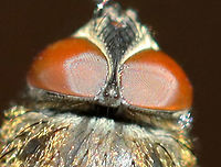 Ocelli (Cluster Fly - Pollenia sp.) You can see 3 ocelli between the compound eyes.<br />
<br />
I found this fly lying on the snow, on its back and nearly dead. I carried it around in my hand for awhile to see if it would revive. After a few minutes, it started to twitch a bit. But, outdoor temps were 10F (-12C) and we were expecting nearly half a foot of snow. So, I did the unthinkable and took the fly inside and killed it in my freezer. I rationalize that it would have died outside anyway and was nearly dead when I found it. I figured that it would be a good chance for me to play around with my indoor lighting and take some diagnostic shots. Sorry fly!<br />
<br />
Habitat: Semi-rural area<br />
https://www.jungledragon.com/image/109403/cluster_fly_-_pollenia_sp.html<br />
https://www.jungledragon.com/image/109401/cluster_fly_-_pollenia_sp.html<br />
https://www.jungledragon.com/image/109400/cluster_fly_-_pollenia_sp.html<br />
https://www.jungledragon.com/image/109399/cluster_fly_-_pollenia_sp.html<br />
https://www.jungledragon.com/image/109405/cluster_fly_-_pollenia_sp.html<br />
https://www.jungledragon.com/image/109404/cluster_fly_-_pollenia_sp.html<br />
 Geotagged,Pollenia intermedia,United States,Winter,ocelli