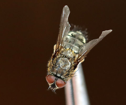 Cluster Fly - Pollenia sp. Showing golden scales on thorax.

I found this fly lying on the snow, on its back and nearly dead. I carried it around in my hand for awhile to see if it would revive. After a few minutes, it started to twitch a bit. But, outdoor temps were 10F (-12C) and we were expecting nearly half a foot of snow. So, I did the unthinkable and took the fly inside and killed it in my freezer. I rationalize that it would have died outside anyway and was nearly dead when I found it. I figured that it would be a good chance for me to play around with my indoor lighting and take some diagnostic shots. Sorry fly!

Habitat: Semi-rural area
https://www.jungledragon.com/image/109404/cluster_fly_-_pollenia_sp.html
https://www.jungledragon.com/image/109399/cluster_fly_-_pollenia_sp.html
https://www.jungledragon.com/image/109405/cluster_fly_-_pollenia_sp.html
https://www.jungledragon.com/image/109402/ocelli_cluster_fly_-_pollenia_sp.html
https://www.jungledragon.com/image/109401/cluster_fly_-_pollenia_sp.html
https://www.jungledragon.com/image/109400/cluster_fly_-_pollenia_sp.html
 Geotagged,Pollenia intermedia,United States,Winter
