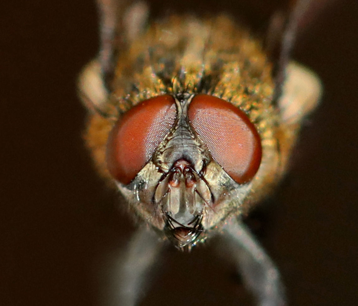 Cluster Fly - Pollenia sp. I found this fly lying on the snow, on its back and nearly dead. I carried it around in my hand for awhile to see if it would revive. After a few minutes, it started to twitch a bit. But, outdoor temps were 10F (-12C) and we were expecting nearly half a foot of snow. So, I did the unthinkable and took the fly inside and killed it in my freezer. I rationalize that it would have died outside anyway and was nearly dead when I found it. I figured that it would be a good chance for me to play around with my indoor lighting and take some diagnostic shots. Sorry fly!<br />
<br />
Habitat: Semi-rural area<br />
<figure class="photo"><a href="https://www.jungledragon.com/image/109399/fly_-_pollenia_intermedia.html" title="Fly - Pollenia intermedia"><img src="https://s3.amazonaws.com/media.jungledragon.com/images/3232/109399_thumb.jpg?AWSAccessKeyId=05GMT0V3GWVNE7GGM1R2&Expires=1769040010&Signature=0ItXeLVb8ZhYSU6p5%2B0UJUZcNic%3D" width="200" height="158" alt="Fly - Pollenia intermedia I found this fly lying on the snow, on its back and nearly dead. I carried it around in my hand for awhile to see if it would revive. After a few minutes, it started to twitch a bit. But, outdoor temps were 10F (-12C) and we were expecting nearly half a foot of snow. So, I did the unthinkable and took the fly inside and killed it in my freezer. I rationalize that it would have died outside anyway and was nearly dead when I found it. I figured that it would be a good chance for me to play around with my indoor lighting and take some diagnostic shots. Sorry fly!<br />
<br />
Habitat: Semi-rural area<br />
https://www.jungledragon.com/image/109405/cluster_fly_-_pollenia_sp.html<br />
https://www.jungledragon.com/image/109404/cluster_fly_-_pollenia_sp.html<br />
https://www.jungledragon.com/image/109403/cluster_fly_-_pollenia_sp.html<br />
https://www.jungledragon.com/image/109402/ocelli_cluster_fly_-_pollenia_sp.html<br />
https://www.jungledragon.com/image/109401/cluster_fly_-_pollenia_sp.html<br />
https://www.jungledragon.com/image/109400/cluster_fly_-_pollenia_sp.html Diptera,Geotagged,Pollenia,Pollenia intermedia,United States,Winter,cluster fly,fly" /></a></figure><br />
<figure class="photo"><a href="https://www.jungledragon.com/image/109404/cluster_fly_-_pollenia_sp.html" title="Cluster Fly - Pollenia sp."><img src="https://s3.amazonaws.com/media.jungledragon.com/images/3232/109404_thumb.jpg?AWSAccessKeyId=05GMT0V3GWVNE7GGM1R2&Expires=1769040010&Signature=h%2B%2FucUCu1%2FakJ5q64WoaMDKHwz0%3D" width="200" height="160" alt="Cluster Fly - Pollenia sp. Showing abdominal pattern.<br />
<br />
I found this fly lying on the snow, on its back and nearly dead. I carried it around in my hand for awhile to see if it would revive. After a few minutes, it started to twitch a bit. But, outdoor temps were 10F (-12C) and we were expecting nearly half a foot of snow. So, I did the unthinkable and took the fly inside and killed it in my freezer. I rationalize that it would have died outside anyway and was nearly dead when I found it. I figured that it would be a good chance for me to play around with my indoor lighting and take some diagnostic shots. Sorry fly!<br />
<br />
Habitat: Semi-rural area<br />
https://www.jungledragon.com/image/109399/cluster_fly_-_pollenia_sp.html<br />
https://www.jungledragon.com/image/109405/cluster_fly_-_pollenia_sp.html<br />
https://www.jungledragon.com/image/109403/cluster_fly_-_pollenia_sp.html<br />
https://www.jungledragon.com/image/109402/ocelli_cluster_fly_-_pollenia_sp.html<br />
https://www.jungledragon.com/image/109401/cluster_fly_-_pollenia_sp.html<br />
https://www.jungledragon.com/image/109400/cluster_fly_-_pollenia_sp.html Geotagged,Pollenia intermedia,United States,Winter" /></a></figure><br />
<figure class="photo"><a href="https://www.jungledragon.com/image/109403/cluster_fly_-_pollenia_sp.html" title="Cluster Fly - Pollenia sp."><img src="https://s3.amazonaws.com/media.jungledragon.com/images/3232/109403_thumb.jpg?AWSAccessKeyId=05GMT0V3GWVNE7GGM1R2&Expires=1769040010&Signature=RCTdLOX8K%2BScrzViolbZ2AJxsd4%3D" width="200" height="168" alt="Cluster Fly - Pollenia sp. Showing golden scales on thorax.<br />
<br />
I found this fly lying on the snow, on its back and nearly dead. I carried it around in my hand for awhile to see if it would revive. After a few minutes, it started to twitch a bit. But, outdoor temps were 10F (-12C) and we were expecting nearly half a foot of snow. So, I did the unthinkable and took the fly inside and killed it in my freezer. I rationalize that it would have died outside anyway and was nearly dead when I found it. I figured that it would be a good chance for me to play around with my indoor lighting and take some diagnostic shots. Sorry fly!<br />
<br />
Habitat: Semi-rural area<br />
https://www.jungledragon.com/image/109404/cluster_fly_-_pollenia_sp.html<br />
https://www.jungledragon.com/image/109399/cluster_fly_-_pollenia_sp.html<br />
https://www.jungledragon.com/image/109405/cluster_fly_-_pollenia_sp.html<br />
https://www.jungledragon.com/image/109402/ocelli_cluster_fly_-_pollenia_sp.html<br />
https://www.jungledragon.com/image/109401/cluster_fly_-_pollenia_sp.html<br />
https://www.jungledragon.com/image/109400/cluster_fly_-_pollenia_sp.html<br />
 Geotagged,Pollenia intermedia,United States,Winter" /></a></figure><br />
<figure class="photo"><a href="https://www.jungledragon.com/image/109402/ocelli_cluster_fly_-_pollenia_sp.html" title="Ocelli (Cluster Fly - Pollenia sp.)"><img src="https://s3.amazonaws.com/media.jungledragon.com/images/3232/109402_thumb.jpg?AWSAccessKeyId=05GMT0V3GWVNE7GGM1R2&Expires=1769040010&Signature=%2FoMP7BkC%2FnF95occdwOFTvl4bvY%3D" width="200" height="154" alt="Ocelli (Cluster Fly - Pollenia sp.) You can see 3 ocelli between the compound eyes.<br />
<br />
I found this fly lying on the snow, on its back and nearly dead. I carried it around in my hand for awhile to see if it would revive. After a few minutes, it started to twitch a bit. But, outdoor temps were 10F (-12C) and we were expecting nearly half a foot of snow. So, I did the unthinkable and took the fly inside and killed it in my freezer. I rationalize that it would have died outside anyway and was nearly dead when I found it. I figured that it would be a good chance for me to play around with my indoor lighting and take some diagnostic shots. Sorry fly!<br />
<br />
Habitat: Semi-rural area<br />
https://www.jungledragon.com/image/109403/cluster_fly_-_pollenia_sp.html<br />
https://www.jungledragon.com/image/109401/cluster_fly_-_pollenia_sp.html<br />
https://www.jungledragon.com/image/109400/cluster_fly_-_pollenia_sp.html<br />
https://www.jungledragon.com/image/109399/cluster_fly_-_pollenia_sp.html<br />
https://www.jungledragon.com/image/109405/cluster_fly_-_pollenia_sp.html<br />
https://www.jungledragon.com/image/109404/cluster_fly_-_pollenia_sp.html<br />
 Geotagged,Pollenia intermedia,United States,Winter,ocelli" /></a></figure><br />
<figure class="photo"><a href="https://www.jungledragon.com/image/109401/cluster_fly_-_pollenia_sp.html" title="Cluster Fly - Pollenia sp."><img src="https://s3.amazonaws.com/media.jungledragon.com/images/3232/109401_thumb.jpg?AWSAccessKeyId=05GMT0V3GWVNE7GGM1R2&Expires=1769040010&Signature=%2FrORP%2BrXB85BzyK6BBJwJ%2FCxfmk%3D" width="200" height="160" alt="Cluster Fly - Pollenia sp. One diagnostic criterion for Pollenia pediculata is a tuft of setae on the venter of the wing. I don't think that this fly has that, but I took a photo of the area just in case as I am unsure.<br />
<br />
I found this fly lying on the snow, on its back and nearly dead. I carried it around in my hand for awhile to see if it would revive. After a few minutes, it started to twitch a bit. But, outdoor temps were 10F (-12C) and we were expecting nearly half a foot of snow. So, I did the unthinkable and took the fly inside and killed it in my freezer. I rationalize that it would have died outside anyway and was nearly dead when I found it. I figured that it would be a good chance for me to play around with my indoor lighting and take some diagnostic shots. Sorry fly!<br />
<br />
Habitat: Semi-rural area<br />
https://www.jungledragon.com/image/109402/ocelli_cluster_fly_-_pollenia_sp.html<br />
https://www.jungledragon.com/image/109400/cluster_fly_-_pollenia_sp.html<br />
https://www.jungledragon.com/image/109399/cluster_fly_-_pollenia_sp.html<br />
https://www.jungledragon.com/image/109405/cluster_fly_-_pollenia_sp.html<br />
https://www.jungledragon.com/image/109404/cluster_fly_-_pollenia_sp.html<br />
https://www.jungledragon.com/image/109403/cluster_fly_-_pollenia_sp.html Geotagged,Pollenia intermedia,United States,Winter" /></a></figure><br />
<figure class="photo"><a href="https://www.jungledragon.com/image/109400/cluster_fly_-_pollenia_sp.html" title="Cluster Fly - Pollenia sp."><img src="https://s3.amazonaws.com/media.jungledragon.com/images/3232/109400_thumb.jpg?AWSAccessKeyId=05GMT0V3GWVNE7GGM1R2&Expires=1769040010&Signature=xe2nh6FSgTnt2wMtNYWN%2FWPBJ90%3D" width="200" height="148" alt="Cluster Fly - Pollenia sp. I found this fly lying on the snow, on its back and nearly dead. I carried it around in my hand for awhile to see if it would revive. After a few minutes, it started to twitch a bit. But, outdoor temps were 10F (-12C) and we were expecting nearly half a foot of snow. So, I did the unthinkable and took the fly inside and killed it in my freezer. I rationalize that it would have died outside anyway and was nearly dead when I found it. I figured that it would be a good chance for me to play around with my indoor lighting and take some diagnostic shots. Sorry fly!<br />
<br />
Habitat: Semi-rural area<br />
https://www.jungledragon.com/image/109401/cluster_fly_-_pollenia_sp.html<br />
https://www.jungledragon.com/image/109402/ocelli_cluster_fly_-_pollenia_sp.html<br />
https://www.jungledragon.com/image/109403/cluster_fly_-_pollenia_sp.html<br />
https://www.jungledragon.com/image/109404/cluster_fly_-_pollenia_sp.html<br />
https://www.jungledragon.com/image/109405/cluster_fly_-_pollenia_sp.html<br />
https://www.jungledragon.com/image/109399/cluster_fly_-_pollenia_sp.html Geotagged,Pollenia intermedia,United States,Winter" /></a></figure> Geotagged,Pollenia intermedia,United States,Winter