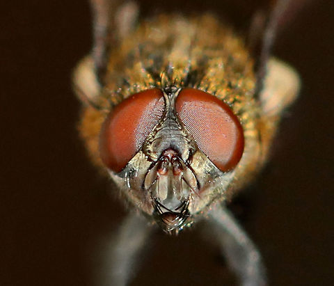 Cluster Fly - Pollenia sp. I found this fly lying on the snow, on its back and nearly dead. I carried it around in my hand for awhile to see if it would revive. After a few minutes, it started to twitch a bit. But, outdoor temps were 10F (-12C) and we were expecting nearly half a foot of snow. So, I did the unthinkable and took the fly inside and killed it in my freezer. I rationalize that it would have died outside anyway and was nearly dead when I found it. I figured that it would be a good chance for me to play around with my indoor lighting and take some diagnostic shots. Sorry fly!

Habitat: Semi-rural area
https://www.jungledragon.com/image/109399/cluster_fly_-_pollenia_sp.html
https://www.jungledragon.com/image/109404/cluster_fly_-_pollenia_sp.html
https://www.jungledragon.com/image/109403/cluster_fly_-_pollenia_sp.html
https://www.jungledragon.com/image/109402/ocelli_cluster_fly_-_pollenia_sp.html
https://www.jungledragon.com/image/109401/cluster_fly_-_pollenia_sp.html
https://www.jungledragon.com/image/109400/cluster_fly_-_pollenia_sp.html Geotagged,Pollenia intermedia,United States,Winter