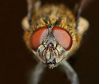 Cluster Fly - Pollenia sp. I found this fly lying on the snow, on its back and nearly dead. I carried it around in my hand for awhile to see if it would revive. After a few minutes, it started to twitch a bit. But, outdoor temps were 10F (-12C) and we were expecting nearly half a foot of snow. So, I did the unthinkable and took the fly inside and killed it in my freezer. I rationalize that it would have died outside anyway and was nearly dead when I found it. I figured that it would be a good chance for me to play around with my indoor lighting and take some diagnostic shots. Sorry fly!<br />
<br />
Habitat: Semi-rural area<br />
https://www.jungledragon.com/image/109399/cluster_fly_-_pollenia_sp.html<br />
https://www.jungledragon.com/image/109404/cluster_fly_-_pollenia_sp.html<br />
https://www.jungledragon.com/image/109403/cluster_fly_-_pollenia_sp.html<br />
https://www.jungledragon.com/image/109402/ocelli_cluster_fly_-_pollenia_sp.html<br />
https://www.jungledragon.com/image/109401/cluster_fly_-_pollenia_sp.html<br />
https://www.jungledragon.com/image/109400/cluster_fly_-_pollenia_sp.html Geotagged,Pollenia intermedia,United States,Winter