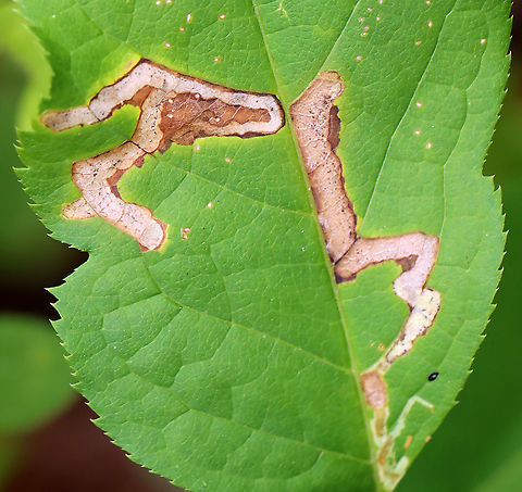 Agromyzid Fly Leaf Mine - Phytomyza aralivora Old mines of an agromyzid fly. Inside the mine, you can see spots of black excrement.

Habitat:  Sarsaparilla (Aralia nudicaulis) Agromyzid Fly Leaf Mine,Geotagged,Phytomyza,Phytomyza aralivora,Sarsaparilla leaf miner,Summer,United States,leaf mine
