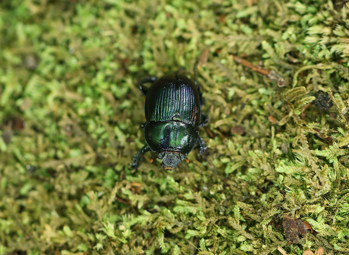 Splendid Earth Boring Beetle - Geotrupes splendidus Shiny green; punctate pronotum; elytral striae punctate.<br />
<br />
Habitat: Mixed forest Geotagged,Geotrupes,Geotrupes splendidus,Splendid Earth Boring Beetle,Summer,United States,beetle