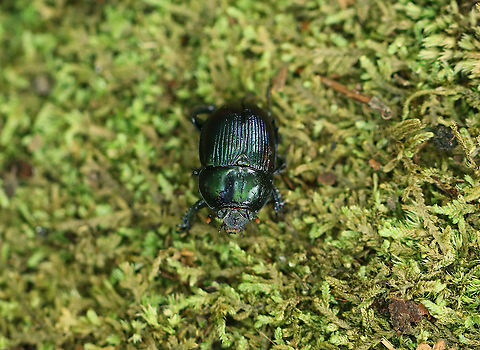 Splendid Earth Boring Beetle - Geotrupes splendidus Shiny green; punctate pronotum; elytral striae punctate.

Habitat: Mixed forest Geotagged,Geotrupes,Geotrupes splendidus,Splendid Earth Boring Beetle,Summer,United States,beetle