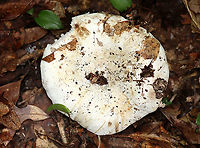 Russula albonigra Gills bruised black quickly with no intermediate red.<br />
<br />
Habitat: Deciduous forest<br />
https://www.jungledragon.com/image/109543/russula_albonigra.html<br />
https://www.jungledragon.com/image/109542/russula_albonigra.html Geotagged,Russula,Russula albonigra,Summer,United States,fungus,mushroom