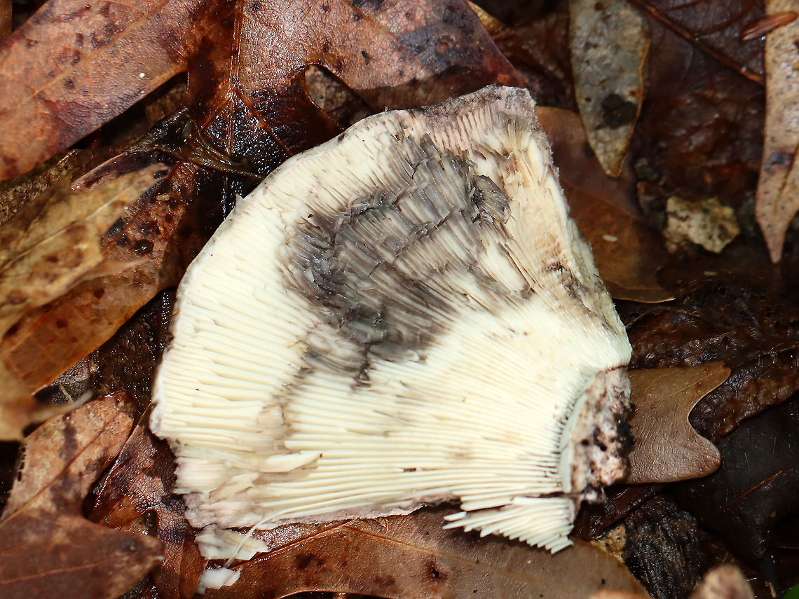 Russula albonigra Gills bruised black quickly with no intermediate red.<br />
<br />
Habitat: Deciduous forest<br />
<figure class="photo"><a href="https://www.jungledragon.com/image/109541/russula_albonigra.html" title="Russula albonigra"><img src="https://s3.amazonaws.com/media.jungledragon.com/images/3232/109541_thumb.jpg?AWSAccessKeyId=05GMT0V3GWVNE7GGM1R2&Expires=1759968010&Signature=QuC8KO4hW30XLn5uYPwfA%2B7hjAk%3D" width="200" height="148" alt="Russula albonigra Gills bruised black quickly with no intermediate red.<br />
<br />
Habitat: Deciduous forest<br />
https://www.jungledragon.com/image/109543/russula_albonigra.html<br />
https://www.jungledragon.com/image/109542/russula_albonigra.html Geotagged,Russula,Russula albonigra,Summer,United States,fungus,mushroom" /></a></figure><br />
<figure class="photo"><a href="https://www.jungledragon.com/image/109543/russula_albonigra.html" title="Russula albonigra"><img src="https://s3.amazonaws.com/media.jungledragon.com/images/3232/109543_thumb.jpg?AWSAccessKeyId=05GMT0V3GWVNE7GGM1R2&Expires=1759968010&Signature=nGft38yPzdLDbO3TxkLomCI2He0%3D" width="134" height="152" alt="Russula albonigra Gills bruised black quickly with no intermediate red.<br />
<br />
Habitat: Deciduous forest<br />
https://www.jungledragon.com/image/109541/russula_albonigra.html<br />
https://www.jungledragon.com/image/109542/russula_albonigra.html Geotagged,Russula albonigra,Summer,United States" /></a></figure> Geotagged,Russula albonigra,Summer,United States