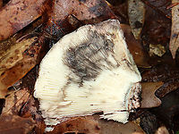 Russula albonigra Gills bruised black quickly with no intermediate red.<br />
<br />
Habitat: Deciduous forest<br />
https://www.jungledragon.com/image/109541/russula_albonigra.html<br />
https://www.jungledragon.com/image/109543/russula_albonigra.html Geotagged,Russula albonigra,Summer,United States