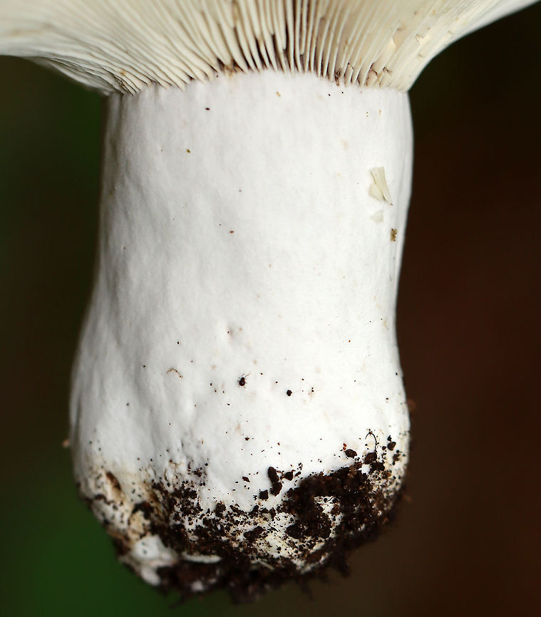Russula albonigra Gills bruised black quickly with no intermediate red.<br />
<br />
Habitat: Deciduous forest<br />
<figure class="photo"><a href="https://www.jungledragon.com/image/109541/russula_albonigra.html" title="Russula albonigra"><img src="https://s3.amazonaws.com/media.jungledragon.com/images/3232/109541_thumb.jpg?AWSAccessKeyId=05GMT0V3GWVNE7GGM1R2&Expires=1759968010&Signature=QuC8KO4hW30XLn5uYPwfA%2B7hjAk%3D" width="200" height="148" alt="Russula albonigra Gills bruised black quickly with no intermediate red.<br />
<br />
Habitat: Deciduous forest<br />
https://www.jungledragon.com/image/109543/russula_albonigra.html<br />
https://www.jungledragon.com/image/109542/russula_albonigra.html Geotagged,Russula,Russula albonigra,Summer,United States,fungus,mushroom" /></a></figure><br />
<figure class="photo"><a href="https://www.jungledragon.com/image/109542/russula_albonigra.html" title="Russula albonigra"><img src="https://s3.amazonaws.com/media.jungledragon.com/images/3232/109542_thumb.jpg?AWSAccessKeyId=05GMT0V3GWVNE7GGM1R2&Expires=1759968010&Signature=xHzHvCVZkoHVNFwFIgsiARG5sjQ%3D" width="200" height="150" alt="Russula albonigra Gills bruised black quickly with no intermediate red.<br />
<br />
Habitat: Deciduous forest<br />
https://www.jungledragon.com/image/109541/russula_albonigra.html<br />
https://www.jungledragon.com/image/109543/russula_albonigra.html Geotagged,Russula albonigra,Summer,United States" /></a></figure> Geotagged,Russula albonigra,Summer,United States
